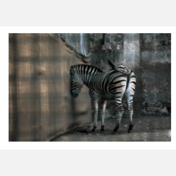 Zebra from the series ''Beast''